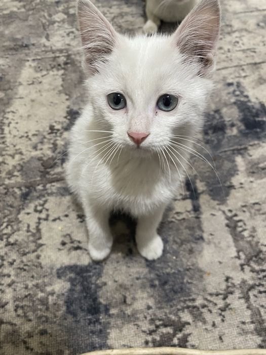Котенок мальчик.