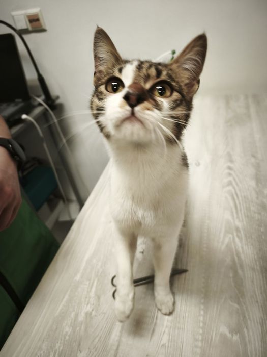 Подарявам женско коте ^^