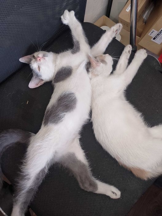 Подарявам малки котета на два месеца
