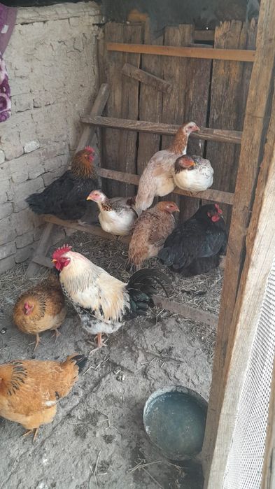 Продам курей и петуха