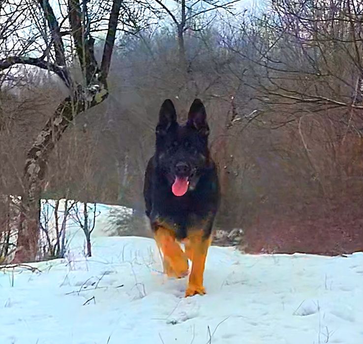 Ciobanesc german linie veche