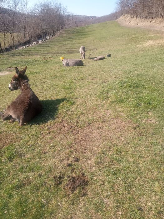 Vând   măgari  cuu un pui de măgar