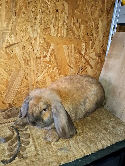 Vând iepuri berbec german