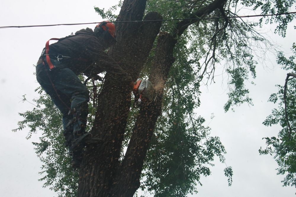 Пилим Валим Деревья Талдыкорган