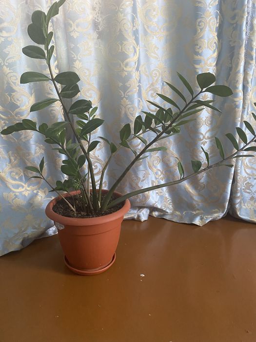 Комнатный цветок