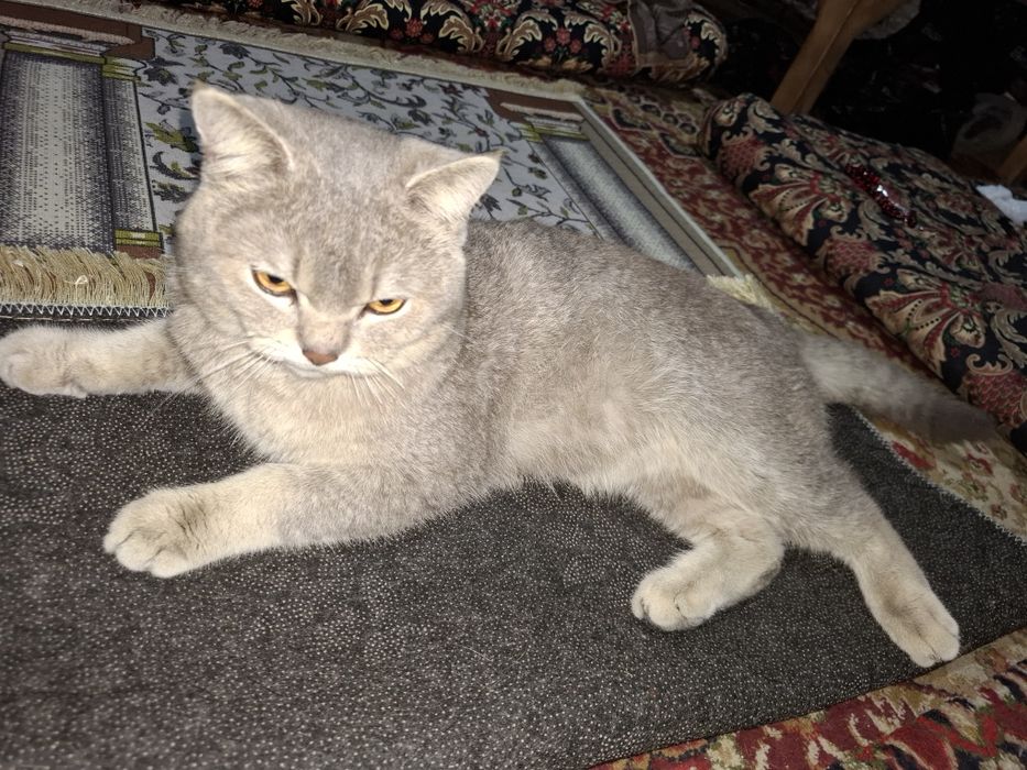 Zotli mushuk oʻg'ilbola 1 yosh