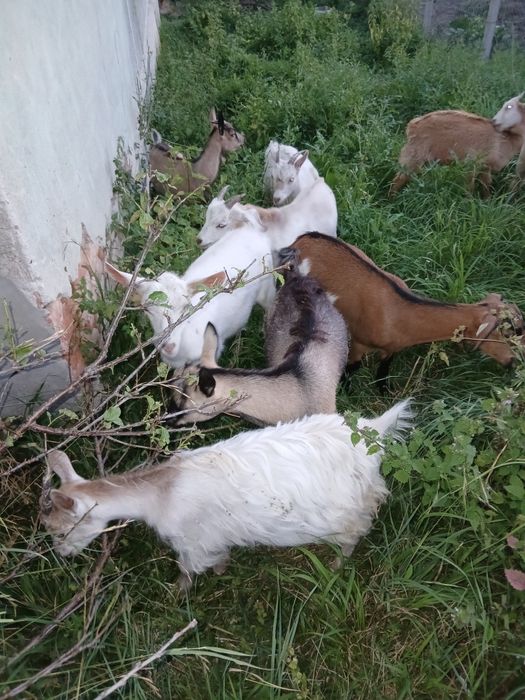 Vând  6 iezi  preț 230lei bucata