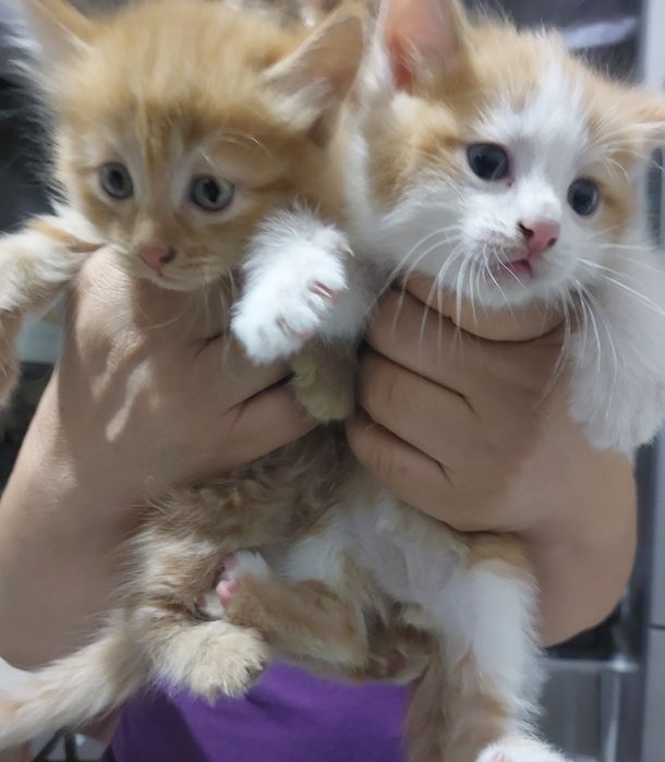 Продаются котята