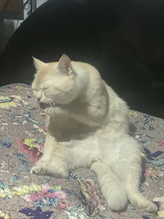 Вяазка котов мальчик