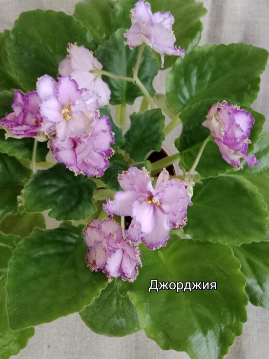 Фиалки сортовые цветущие