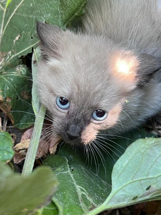 Котята бесплатно