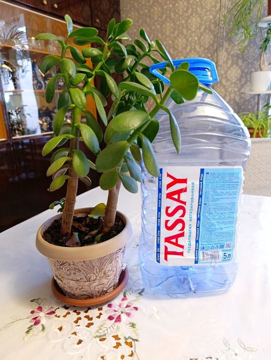 Денежное дерево. 2 цветка в одном горшке