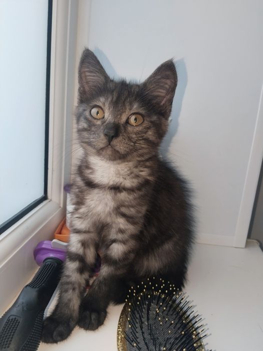 Маленькая кошечка