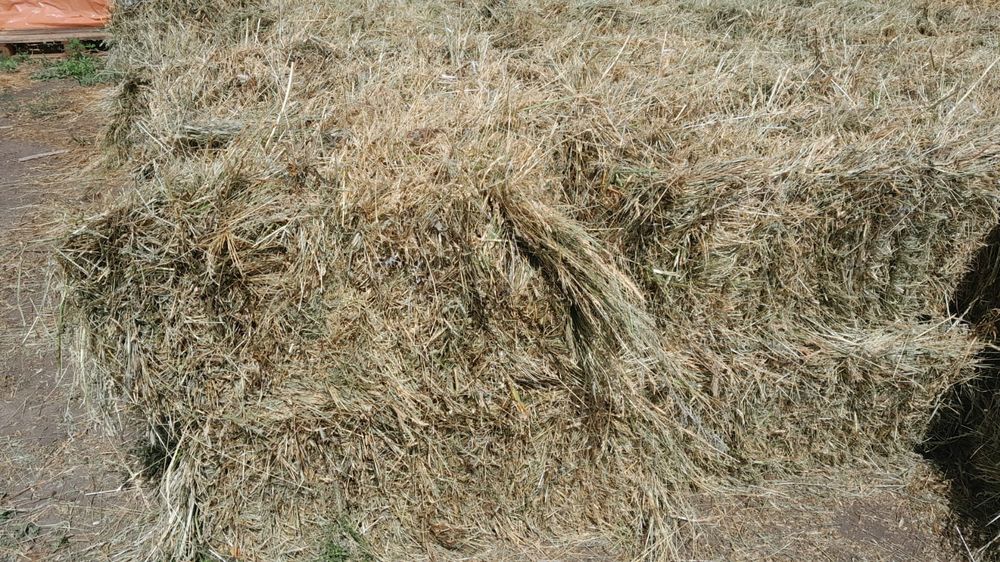 Сена разнотравье