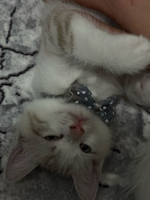 Котенок в добрые руки