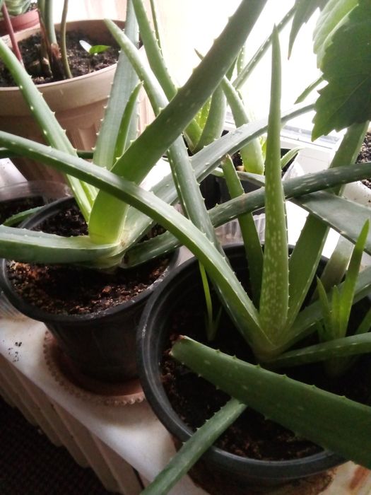 Алоэ Вера цветок