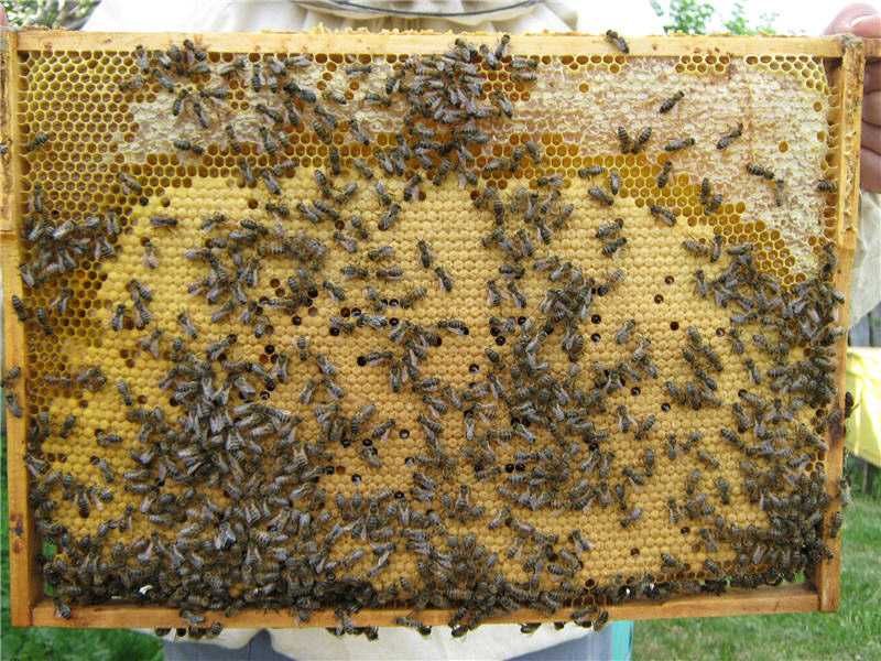 10 пчелосемей - на 7-8 рамках ,