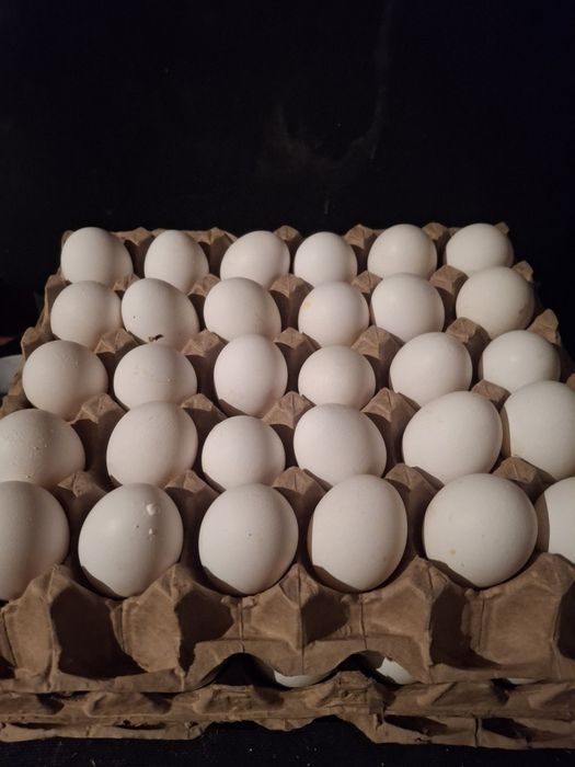 Продам домашняя яйцо