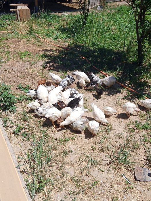 Тауык жане кораздар 2айлык