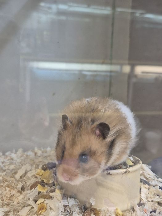 Продавам ангорски хамстер