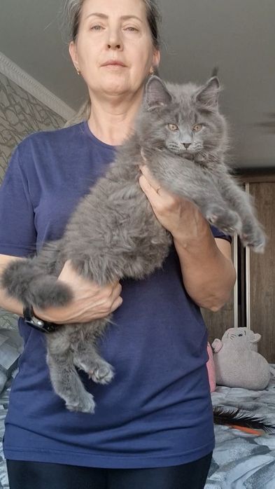 Мейн-куны котята.