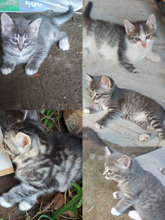 Отдам котят даром 1.5 месяца