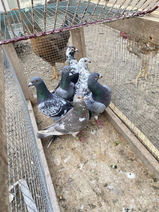 Vand porumbei voiajori