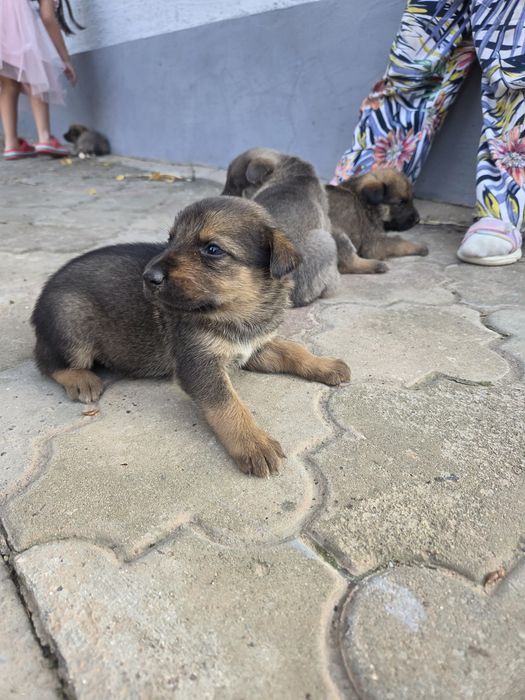 Отдам в добрые руки щенят