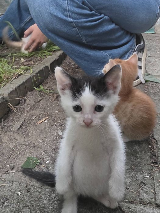 Подарявам! Котенца на 2 месеца