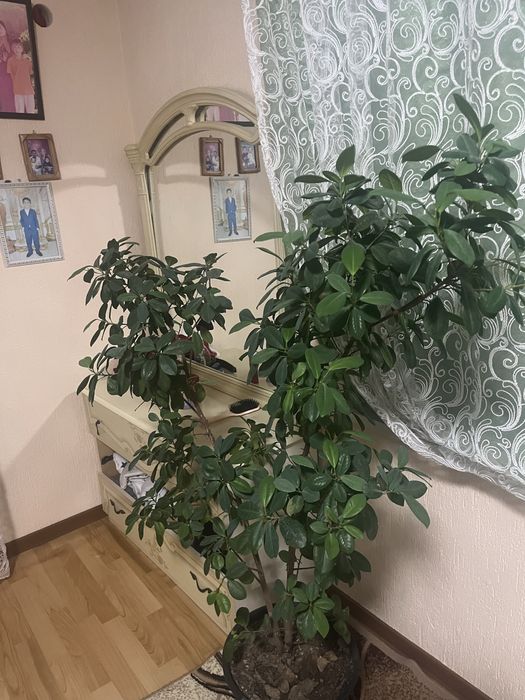 Комнатное растение