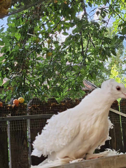 Vând porumbei diferite rase ornament