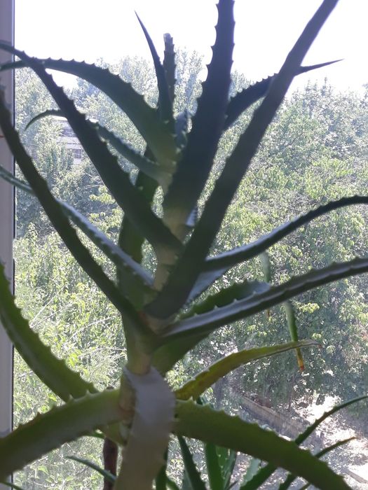 Алоэ, лечебный цветок!