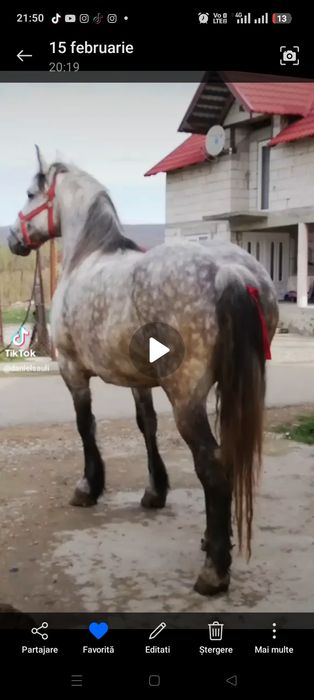 Vând iapă de 5 ani la garanție