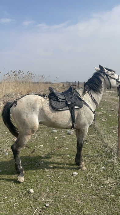 В продаже жеребец