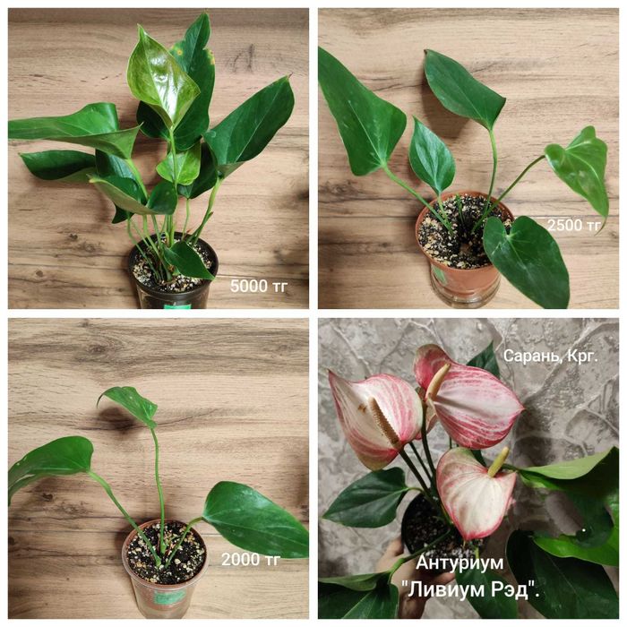 Антуриум разный..