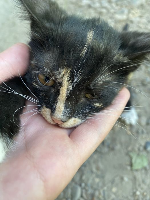 мушукча кизча 2 ойлик