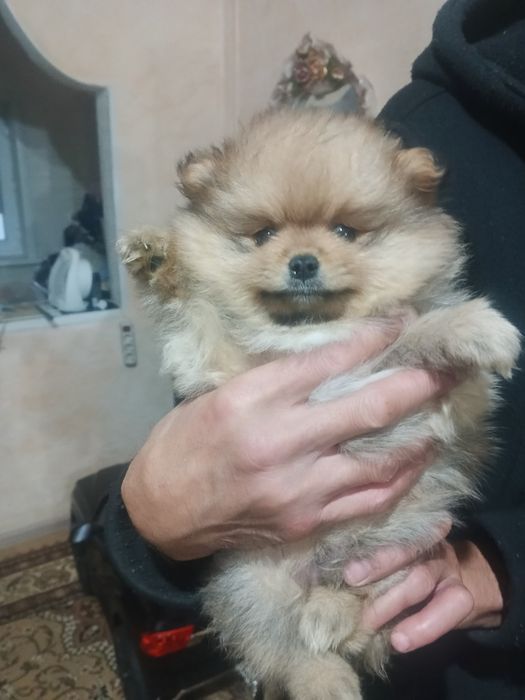Мальчик и девочка породы шпиц