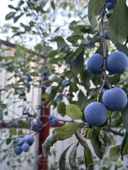 Продам сливу терн
