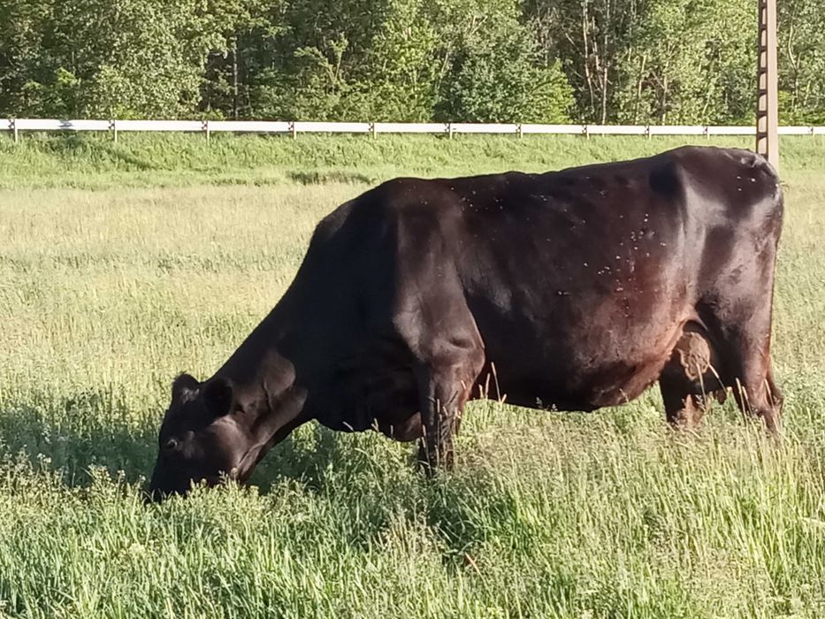 Vand vaca Angus pentru lapte iasi