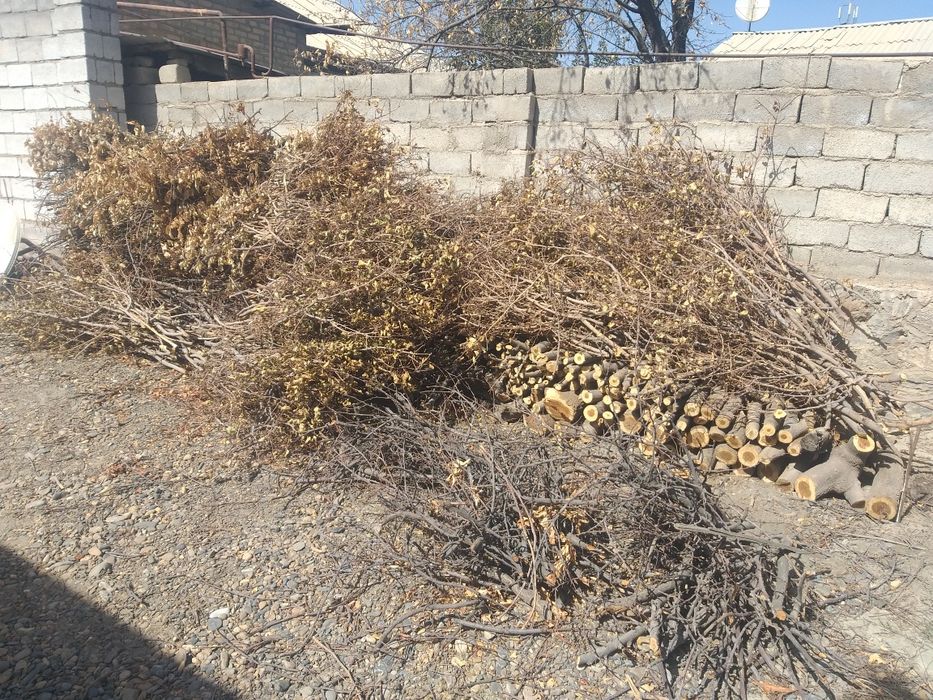 Bir talpa o'tin kundalar sotiladi