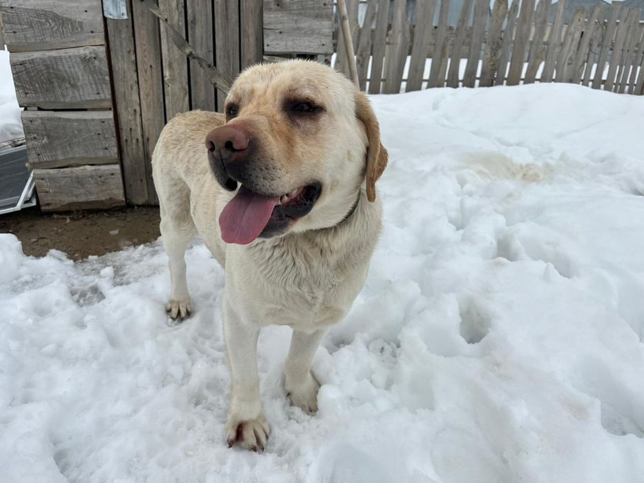 Лабрадор сатылады