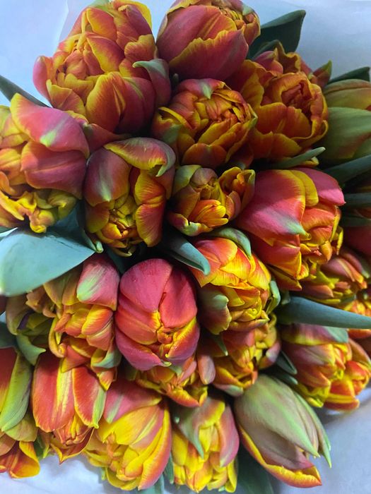 Тюльпаны оптом в Казахстане – большой выбор сортов