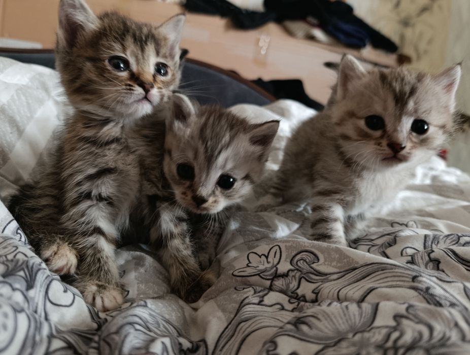 Отдам даром котят