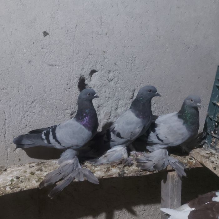 Сизи лохманоги лет с игрой