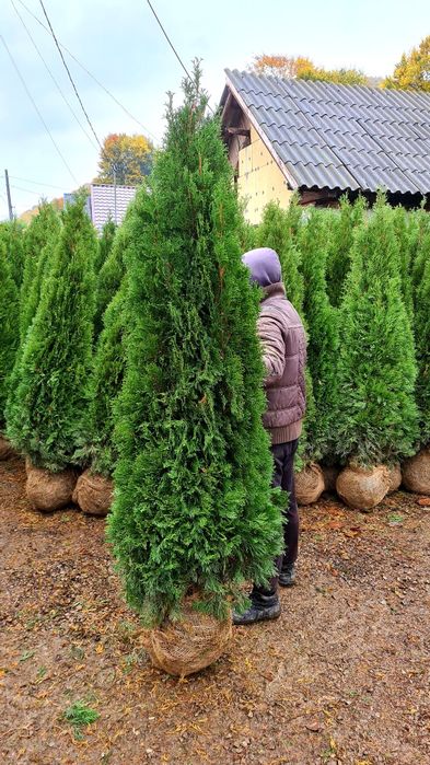 Tuia smaragd toate dimensiunile