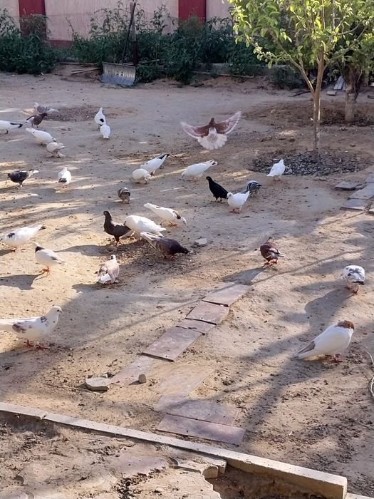 Голуби продажа недорого