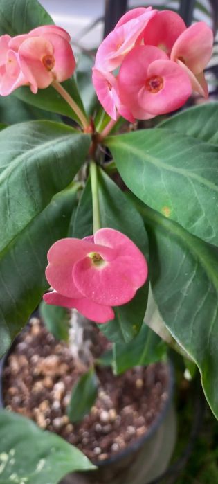 Молочай миля средне-цветковой