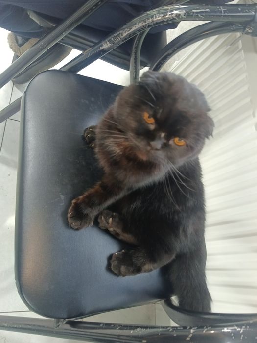 Скотиш фолд соглом