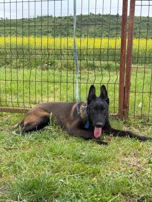 Mascul Ciobanesc Belgian Malinois