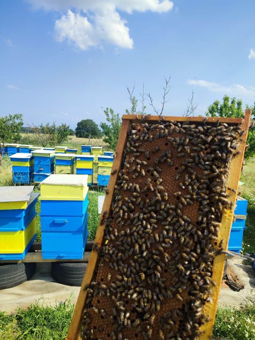 Пчелни семейства  2026